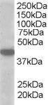 Anti-SLC16A7 Goat Polyclonal Antibody