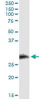 Anti-CD7 Mouse Monoclonal Antibody [clone: 1B8]