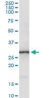 Anti-TMEM126B Rabbit Polyclonal Antibody