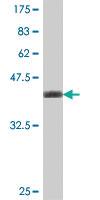 Anti-TBCB Mouse Polyclonal Antibody