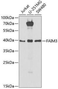 Western blot analysis of extracts of various cell lines, using Anti-TOSO Antibody (A9831) at 1:1,000 dilution The secondary antibody was Goat Anti-Rabbit IgG H&L Antibody (HRP) at 1:10,000 dilution Lysates/proteins were present at 25 µg per lane