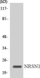 Western blot analysis of the lysates from Jurkat cells using Anti-MRPL22 Antibody