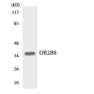 Western blot analysis of the lysates from HT 29 cells using Anti-OR2B8 Antibody