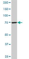 Anti-CPSF3 Mouse Monoclonal Antibody [clone: 6E6]