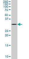 Anti-CD8A Mouse Polyclonal Antibody