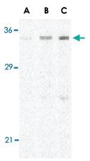 Anti-C1QTNF4 Rabbit Polyclonal Antibody