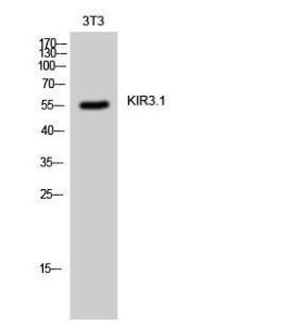 Antibody anti-GIRK1 100 µg