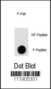 Anti-PI3KC3 Rabbit Polyclonal Antibody