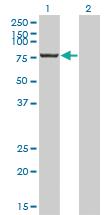 Anti-CPSF3 Mouse Monoclonal Antibody [clone: 6E6]