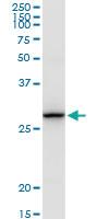 Anti-TMEM126B Rabbit Polyclonal Antibody