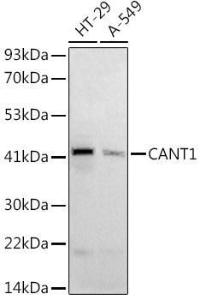 Western blot analysis of extracts of various cell lines, using Anti-CANT1 Antibody (A9837) at 1:1000 dilution