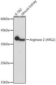 Anti-Arg2 Rabbit Polyclonal Antibody