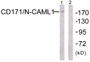 Western blot analysis of lysates from K562 cells using Anti-CD171 Antibody. The right hand lane represents a negative control, where the Antibody is blocked by the immunising peptide