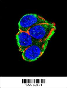 Anti-AKT2 Rabbit Polyclonal Antibody (Biotin)