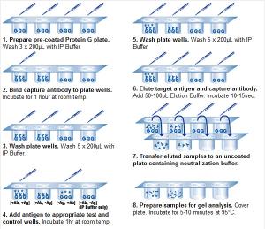 Pierce™ Protein A/G Coated Plate IP Kit