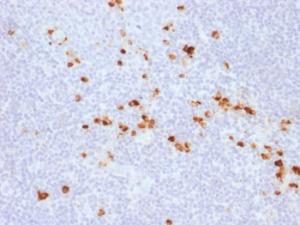 Immunohistochemical analysis of formalin-fixed, paraffin-embedded human tonsil using Anti-Human IgG Heavy Chain Antibody [IG507R]