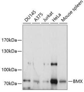 Western blot analysis of extracts of various cell lines, using Anti-BMX Antibody (A9842) at 1:1,000 dilution