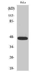 Anti-Caspase 9