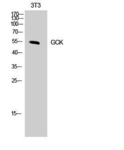 Western blot analysis of NIH 3T3 cells using Anti-GCK Antibody