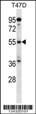 Anti-ARFGAP3 Rabbit Polyclonal Antibody (APC (Allophycocyanin))