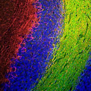 Immunofluorescent analysis of rat cerebellum section stained with Anti-NF-M Antibody (1:1,000 / red) and Anti-CNPase Antibody (A85413 / 1:500 / green)