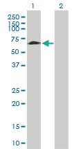 Anti-DLGAP4 Mouse Polyclonal Antibody