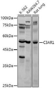 Western blot analysis of extracts of various cell lines, using Anti-C3a R Antibody (A9843) at 1:1,000 dilution