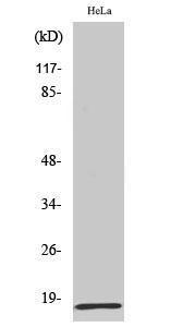 Anti-MRPL20 Rabbit Polyclonal Antibody