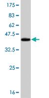 Anti-BRAF Mouse Monoclonal Antibody [clone: 2F7]