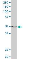 Anti-MCHR1 Rabbit Polyclonal Antibody