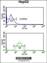 Anti-KCNH7 Rabbit Polyclonal Antibody (HRP (Horseradish Peroxidase))