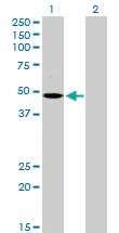 Anti-MCHR1 Rabbit Polyclonal Antibody