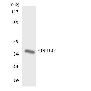 Anti-OR1L6 Rabbit Polyclonal Antibody