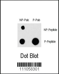 Anti-KDM5A Rabbit Polyclonal Antibody