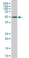 Anti-MCHR1 Mouse Monoclonal Antibody [clone: 3D7]