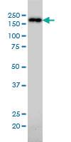 Anti-NUMA Mouse Monoclonal Antibody [clone: 1C5]