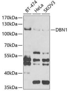 Western blot analysis of extracts of various cell lines, using Anti-Drebrin Antibody (A9845) at 1:1000 dilution