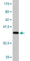 Anti-PCDHA5 Mouse Monoclonal Antibody [clone: 1E8]