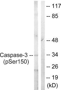 Antibody anti-caspase 3 phospho SER150