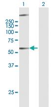 Anti-GPR34 Mouse Polyclonal Antibody