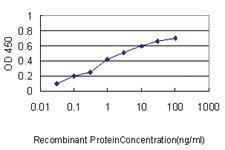 Anti-NUMA Mouse Monoclonal Antibody [clone: 1C5]