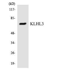 Western blot analysis of the lysates from COLO205 cells using Anti-KLHL3 Antibody