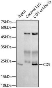 Immunoprecipitation analysis of 300 µg extracts of THP-1 cells using 3 µg of Anti-CD9 Antibody [ARC0330] (A309237). This Western blot was performed on the immunoprecipitate using Anti-CD9 Antibody [ARC0330] (A309237) at a dilution of 1:1000