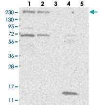 Anti-ARFGEF3 Rabbit Polyclonal Antibody