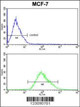 Anti-Pyruvate Dehydrogenase Kinase Isoform 3 Rabbit Polyclonal Antibody (HRP (Horseradish Peroxidase))