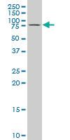 Anti-GRK4 Mouse Polyclonal Antibody