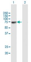 Anti-NUP98 Mouse Polyclonal Antibody