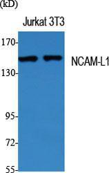 Western blot analysis of various cells using Anti-CD171 Antibody