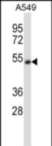 Anti-CHRNA5 Rabbit Polyclonal Antibody