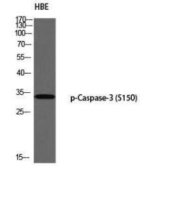 Antibody anti-caspase 3 phospho SER150